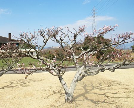 屋島梅